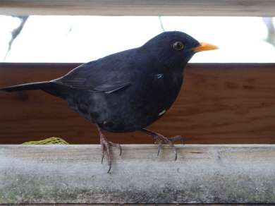 Amsel